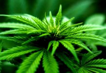 Léčebné konopí: Doplatek za gram bude 18 korun léčebné konopí