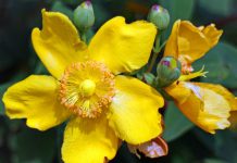 Negativní interakci s léky vyvolá i jen třezalka tečkovaná Třezalka tečkovaná