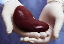 ADTKD: Čeští vědci se podíleli na senzačním objevu ADTKD – dědičné chronické onemocnění ledvin