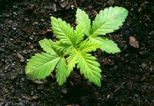 V Česku by mělo být více pěstitelů léčebného konopí pěstitelů léčebného konopí