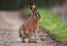 Tularémie v Česku ročně postihne padesát až sto lidí tularémie