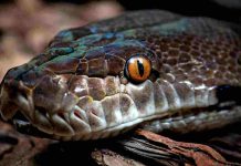 Nebezpečný koronavir pochází od hadů, netopýrů a krys nebezpečný koronavir