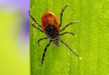 Očkovat proti klíšťové encefalitidě by se mělo plně ze ZP proti klíšťové encefalitidě