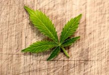 Vláda schválila změny u pěstování léčebného konopí pestovani_lecebneho_konopi