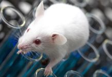 Čeští vědci zkoumali biorytmy pohybové aktivity biorytmy_pohybove_aktivity