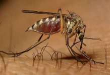 Západonilskou horečku působí štípnutí komárem Culex Západonilskou_horeck_prenasi_komar_Culex