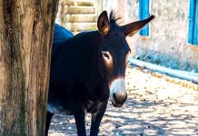 Rakousko vyzvalo své občany k návratu z Chorvatska Rakousko