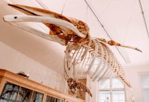 Kostra plejtváka v muzeu anatomie je po rekonstrukci plejtvaka