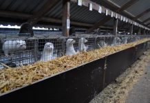 Norky s mutací covidu našli v Polsku. Úřady nesouhlasí v_Polsku