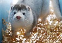 Zmutovaný koronavirus se objevil u norků i lidí v Dánsku zmutovany_koronavirus