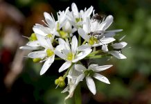 Zájem o léčivé byliny roste, lidé posilují své zdraví lecive_byliny