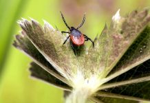 Nakažených klíšťovou encefalitidou loni opět přibylo klistovou_encefalitidou