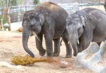 ZOO Praha navštívila po kritice úřadů kontrola z hygieny ZOO_Praha