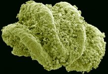 Rostliny jsou chytřejší, než se myslelo, zjistili čeští vědci Rostliny