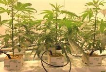 FNUSA v Brně si začala pěstovat vlastní léčebné konopí lecebne_konopi