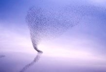 Rojová inteligence přináší do strojového učení decentralizaci a anonymizaci dat rojova_inteligence