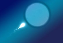 Vědci zkoumají geny ovlivňující délku ženské plodnosti plodnosti