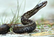 Uštknutí zmijí obecnou je řídké. Ne každá zmije pustí jed ustknuti_zmiji_obecnou