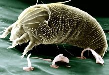 Na alergie jsou účinné léky, ale většině jsou nedostupné alergie