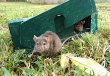 Nebezpečný virus LCMV se u myší neobjeví náhodně LCMV