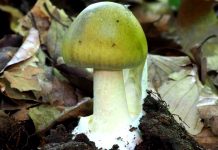 Otrava houbami končívá i selháním jater a ledvin otrava_houbami