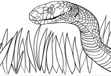 Po uštknutí zmijí obecnou ženě otekl jazyk i část obličeje ustknuti