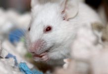 Nový typ myši GM15 pomáhá při výzkumu mikrobiomu mysi