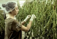 Konopné látky v ČR užívá denně odhadem 27 tisíc lidí CR