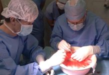 Ostrava může transplantovat ledviny. IKEM hlásí rekordy transplantovat