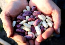 Intoxikace syrovou fazolí se blíží otravě kyanovodíkem fazoli