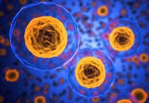 Preparát českých vědců léčí nádory ledvin i diabetes ledvin