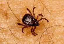 ČPZP: Čas na očkování proti klíšťové encefalitidě je teď ockovani