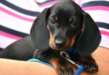 Psi, kočky a fretky z Ukrajiny musí do 10denní karantény z_Ukrajiny