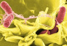 Salmonela z Kinder čokolád se dosud potvrdila u 369 lidí salmonela