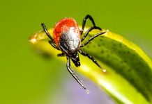 Klíšťata udeřila! Nejvyšší riziko je ve středních Čechách je