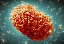 Slovensko má první případ opičích neštovic, EU přes 4 500 opicich