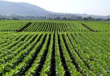 Pěstování tabáku i výrobky z něj devastují zdraví i přírodu tabaku