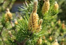 Žluté nánosy pylu tolik nedráždí, jsou z borovice a smrku pylu