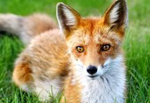 Nákaz tasemnicí liščí příbývá. Ohrožují hlávně játra tasemnici_lisci