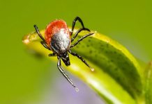 Klíšťata přenášejí nový virus. Ve Španělsku zemřel člověk Spanelsku