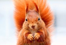 Bornaviry, které do EU zavlekly indonéské veverky, řádí v SRN bornaviry