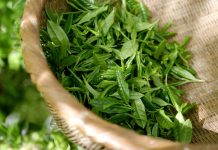 EU zreguluje zelený čaj. Ale ne úplně šťastně zeleny_caj