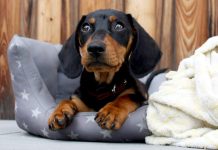 Epileptikům pomáhají nejen léky, ale i psi epileptikum