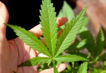 Švýcarsko testuje prodej marihuany v lékárnách prodej_marihuany