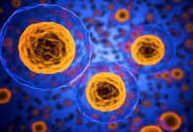 Vědci řeší protein mezi cukrovkou a rakovinou protein