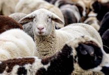 Ve Španělsku se u ovcí a koz šíří neštovice ovci_a_koz