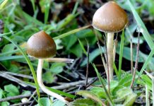 Polští turisté doplatili na slovenské houbičky polsti