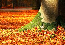 Zdravé Zprávy: Přehled článků od 24.10. do 30.10. zdrave_zpravy