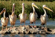 Zdravé Zprávy: Přehled článků od 14.11. do 20.11. Zdrave_zpravy