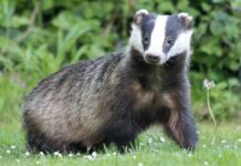 Na Slovensku se pohyboval jezevec se vzteklinou jezevec